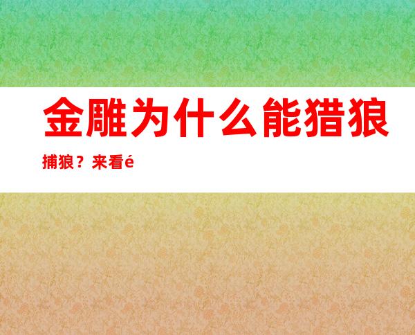 金雕为什么能猎狼捕狼？来看金雕是怎样杀死狼的