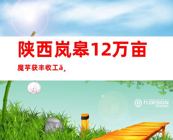 陕西岚皋12万亩魔芋获丰收 工业链动员1.2万人增收