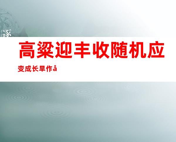 高粱迎丰收 随机应变成长旱作农业