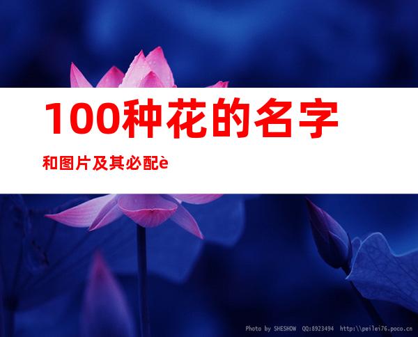 100种花的名字和图片及其必配花名（100种花的名字和图片不开花的花）