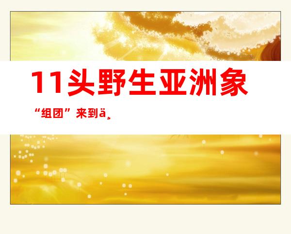 11头野生亚洲象“组团”来到中老边陲村寨寻食