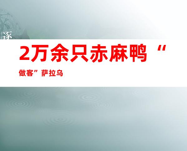 2万余只赤麻鸭“做客”萨拉乌苏国家湿地公园