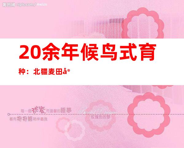 20余年候鸟式育种：北疆麦田守望者的种子梦