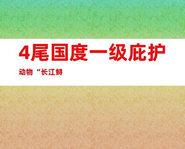 4尾国度一级庇护动物“长江鲟”得救 涉案金额超万万